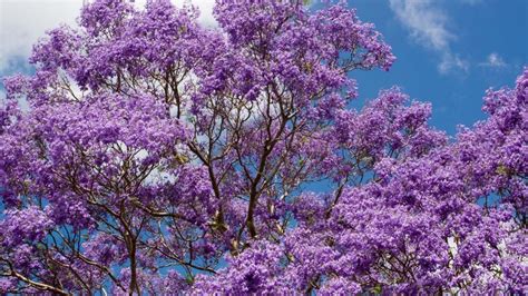 6 Purple Flowering Trees For Your Home Mehrabyan Nursery