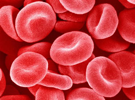 Low Red Blood Cells Understanding Anemia