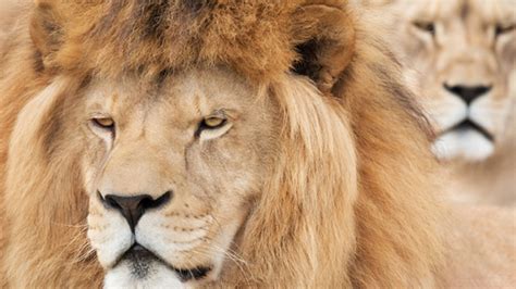 Facial Recognition Software Is Helping Lion Conservation | Mental Floss