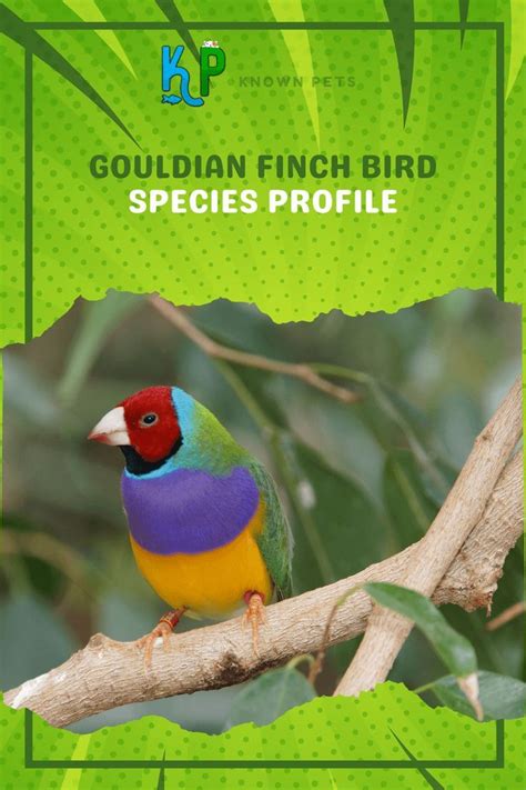 Gouldian Finch Bird Species Profile Birds Bird Nature