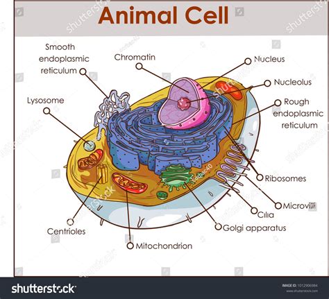 We did not find results for: Animal Cell Anatomy Diagram Structure with all parts ...