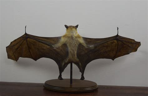 Taxidermy Straw Coloured Fruit Bat Bespoke Taxidermy