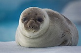Seals - Greenland Travel EN