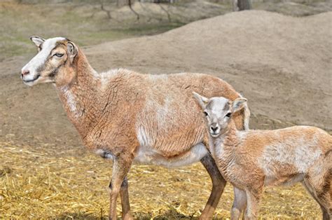 Erwachsenes Wildes Weibliches Mouflon Mit Ihrem Lamm Stockbild Bild