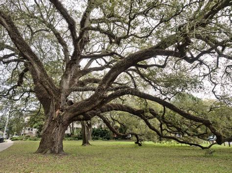 Oak Trees At Audubon Park New Orleans Stock Photo Image Of Nature