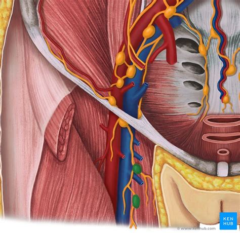 Nodi Lymphoidei Inguinales Anatomie Zuflüsse And Klinik Kenhub
