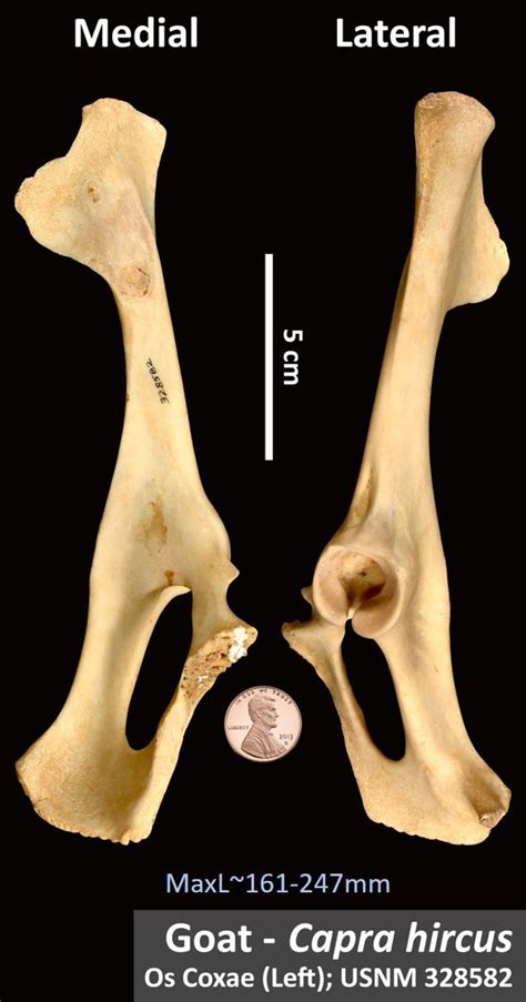 Goat Os Coxae Osteoid Bone Identification