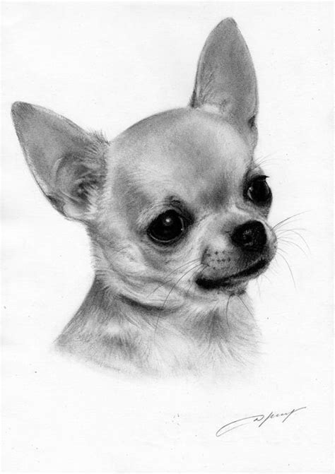 Chihuahua Painting Petdrawings Cute Chihuahua Chihuahua Drawing