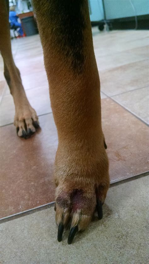 My dog was bitten on the leg by a small dog. A Vet's Guide To Life: Are Snake Bites Really Deadly?