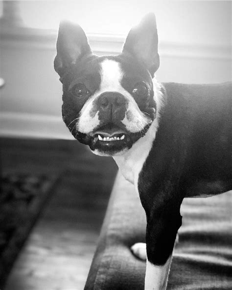 Boston Terrier Dog Terrier Dogs Baby Animals Dogs Animales