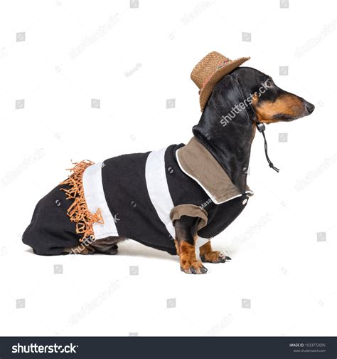Dachshund Dog Cowboy Costume Western Hat Stock Photo 1033772095