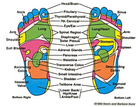 Ingham Reflexology Foot Chart