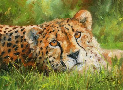 Cheetah Painting By David Stribbling