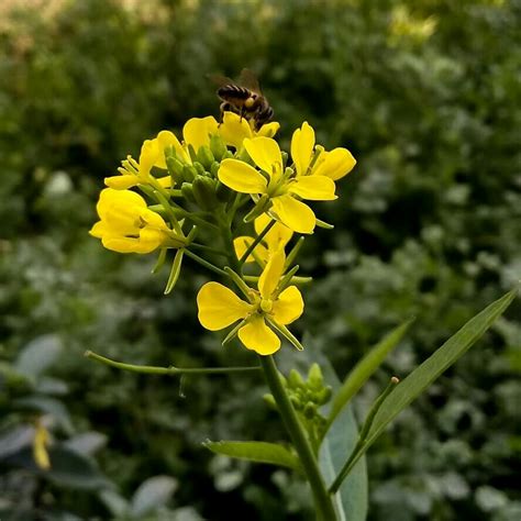 Sinapis Arvensis Charlock Mustard In Gardentags Plant Encyclopedia