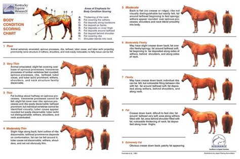 A body condition score (bcs) is a number assigned to your pet based on evaluation of fat at a few key locations on their body. Body Condition Scoring in horses is a numeric method used ...