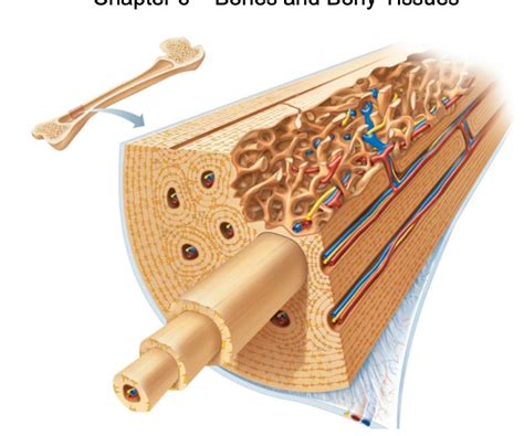 Lab 5 Compact Bone Diagram Quizlet