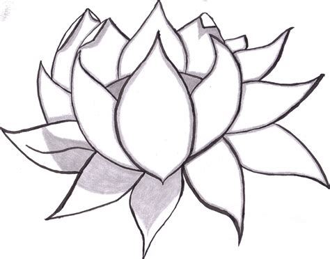 Flowers Drawings In Pencil Free Large Images Pencil Drawings Of