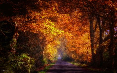 Trees Road Autumn Sunshine Wallpaper 1920x1200 32268