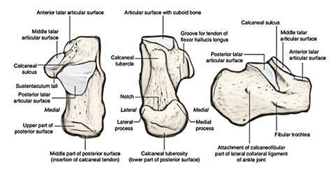 Calcaneus Earths Lab