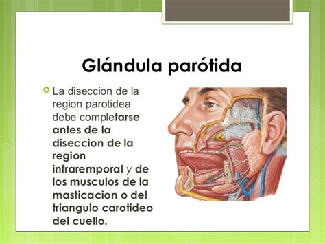 Glandula Parotida Inflamada Seonegativocom