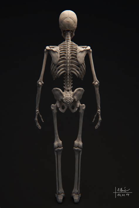 Human Skeleton 3d Model Cgtrader