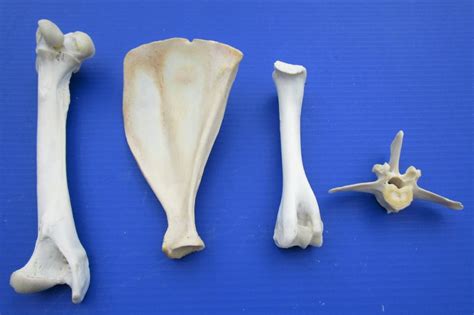 4 Whitetail Deer Bones For Sale From Legs Vertebrae