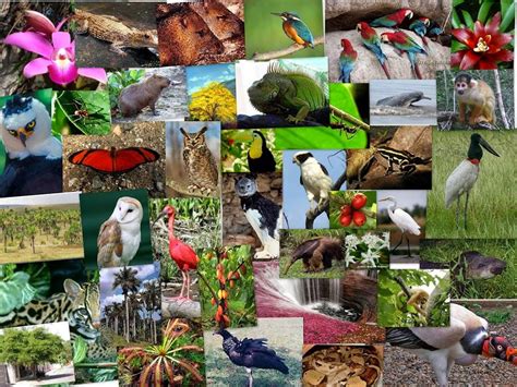 Biodiversidad De Las Regiones Del Ecuador Fauna Y Flora Brainly Lat