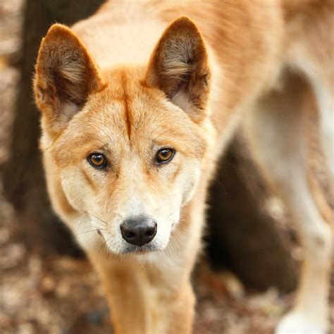 The Dingo Dog Breed Everything About Dingos