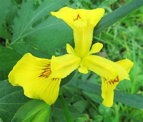 Yellow Flag Iris Pseudacorus Photographed May 28 2017 At Bradys