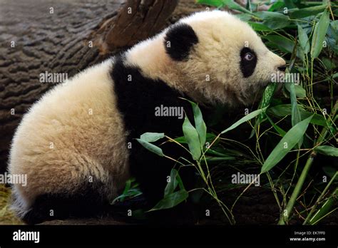 Giant Panda Ailuropoda Melanoleuca Baby Chewing Bamboo Leaves China