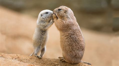 What Are Baby Prairie Dogs Called