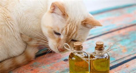 What is tea tree oil and how does it work? Tea Tree Oil For Cats - Understanding The Risks, And Using ...