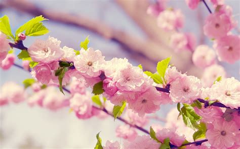 Pink Cherry Blossom Cherry Blossom Flowers Pink Flowers Plants Hd