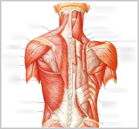 Back Muscle Diagram The Muscles Of The Back That Work Together To