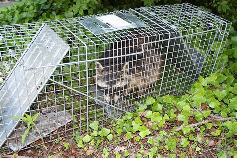 Ways to keep raccoons out of your garden. How To Keep Raccoons Out Of Your Garden | Motion Sensor ...