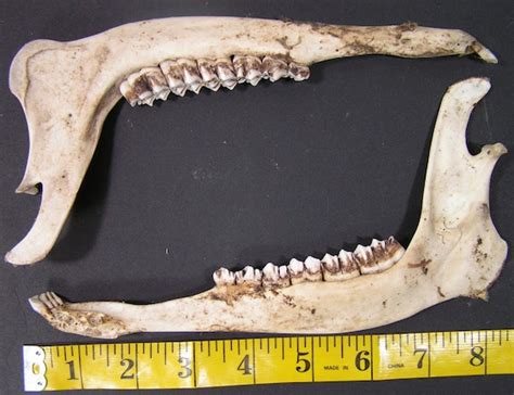 Whitetail Buck Deer Jaw Bone Teeth Skull Bones By Skullbonesguy