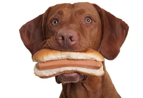 Los Perros Pueden Comer Salchichas Con Imágenes