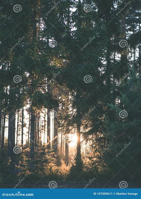 Summer Forest Trees Nature Green Wood Sunlight Backgrounds Vi Stock
