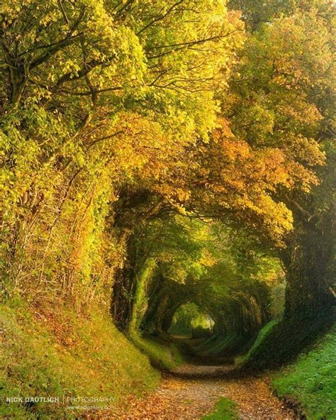 Tree Tunnel In Halnaker Near Chichester In Sussex🍂 Image Of The Day