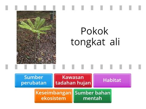Kepentingan Tumbuh Tumbuhan Semula Jadi Di Malaysia Find The Match