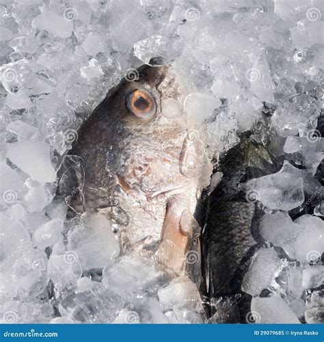 Fresh Fish On Ice Stock Image Image Of Ingredient Nature 29079685