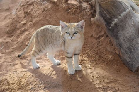 North america is home to a few species of wild cats. Arabian Sand Cat l Adorable Feline - Our Breathing Planet