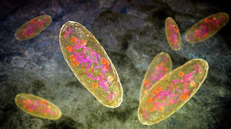 Plague Bacteria Yersinia Pestis Photograph By Kateryna Kon Fine Art