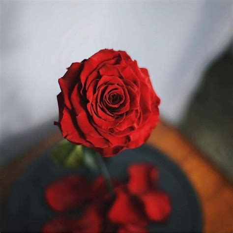 A Single Red Rose Sitting On Top Of A Table