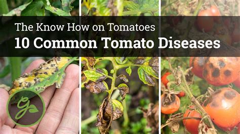 10 Common Tomato Diseases Youtube
