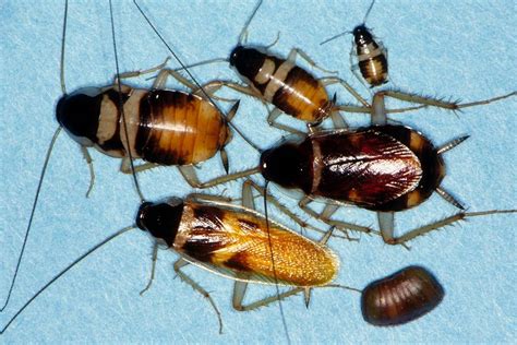 Как выглядят маленькие тараканы фото описание вид