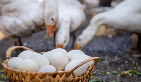 Will A Chicken Hatch A Goose Egg Farmhouse Guide