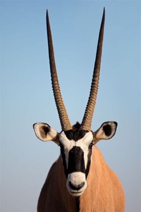 Check spelling or type a new query. Gemsbok- World Book's Official Animal of the Day ...