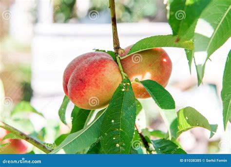 Peach Garden Summer Garden Fruits Ripe Peaches On The Tree The