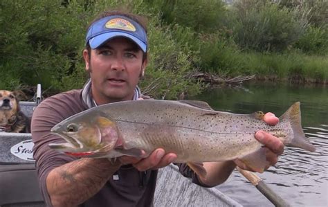 Massive Cutthroat And Cutbow Trout Video Fly Fishing